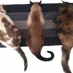 Adaptação-entre-gatos-gatinhos-problema-trio