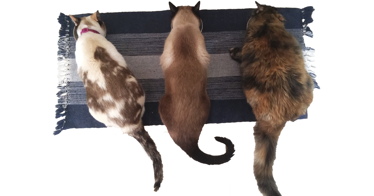 Adaptação-entre-gatos-gatinhos-problema-trio