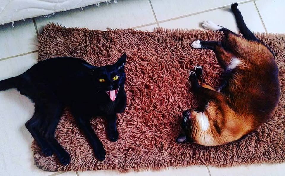 Dudu e Jaguá deitados no tapete